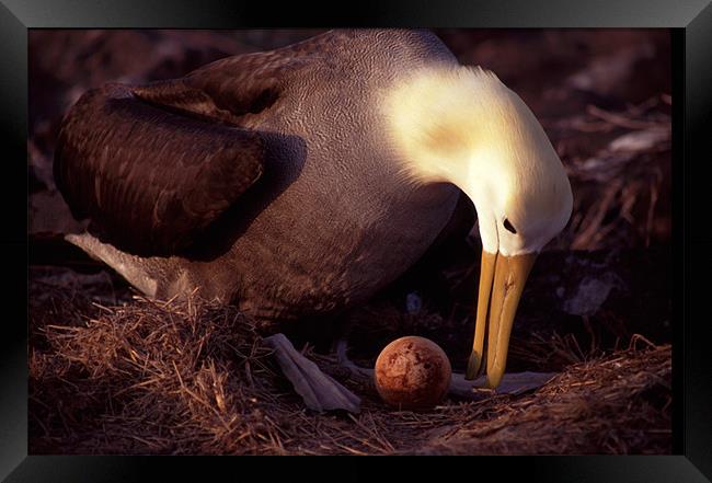 Waved Albatross nest, Galapagos Islands Framed Print by Celia Mannings