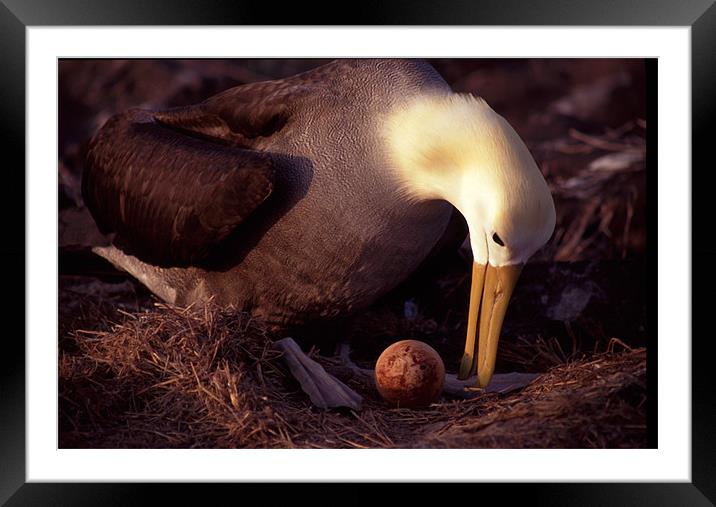Waved Albatross nest, Galapagos Islands Framed Mounted Print by Celia Mannings