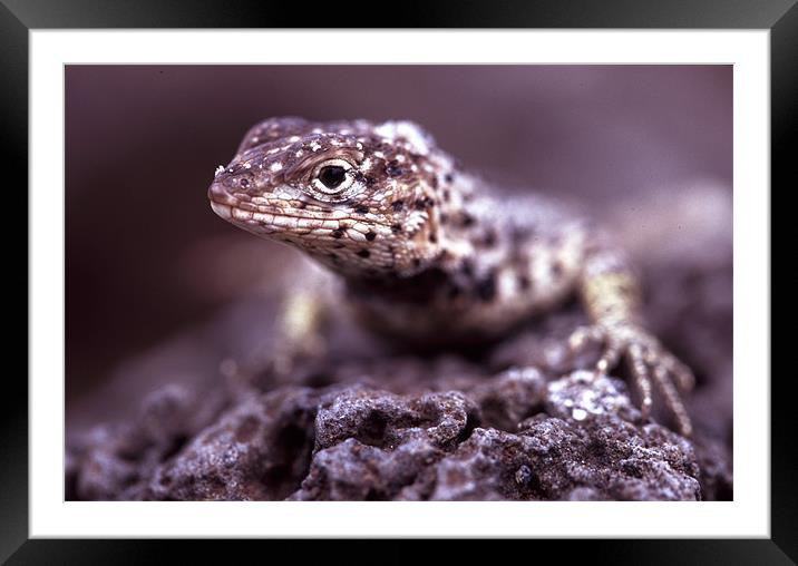 Galapagos lava lizard Framed Mounted Print by Celia Mannings