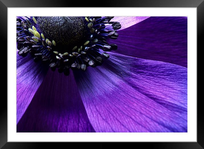 Purple anemone flower fine art Framed Mounted Print by Celia Mannings