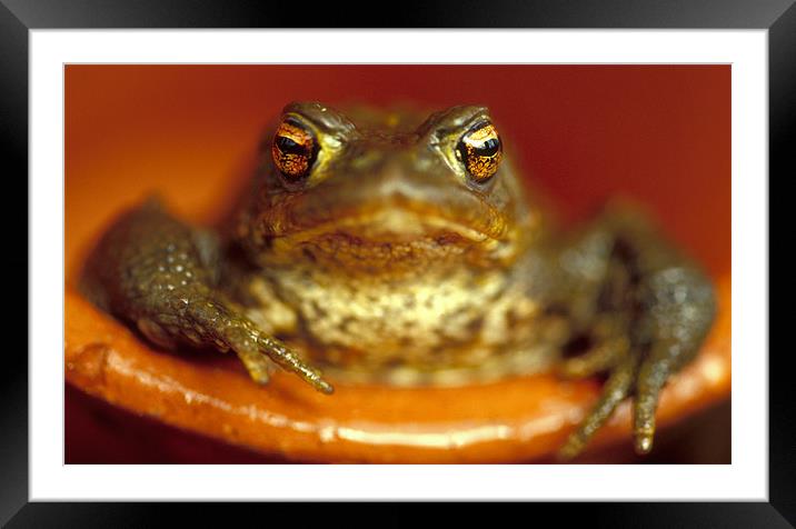 Common frog in plant pot Framed Mounted Print by Celia Mannings
