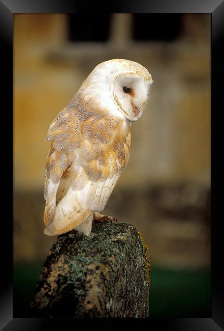 Barn owl in churchyard Framed Print by Celia Mannings