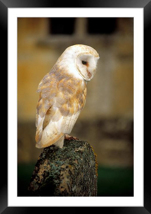 Barn owl in churchyard Framed Mounted Print by Celia Mannings