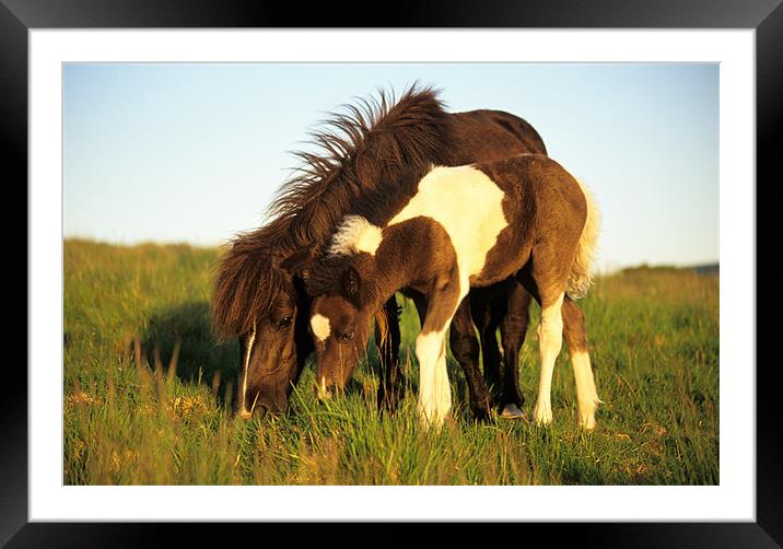 Dartmoor pony and foal grazing Framed Mounted Print by Celia Mannings