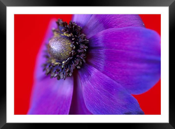 Purple anemone flower red background Framed Mounted Print by Celia Mannings