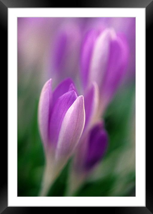 Purple and white crocus flowers Framed Mounted Print by Celia Mannings