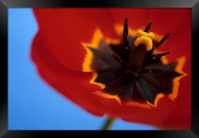 Red tulip blue background Framed Print by Celia Mannings