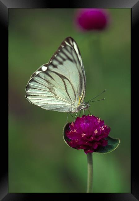 White butterfly on pink flower Framed Print by Celia Mannings