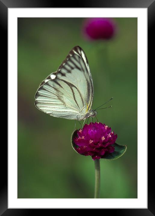 White butterfly on pink flower Framed Mounted Print by Celia Mannings