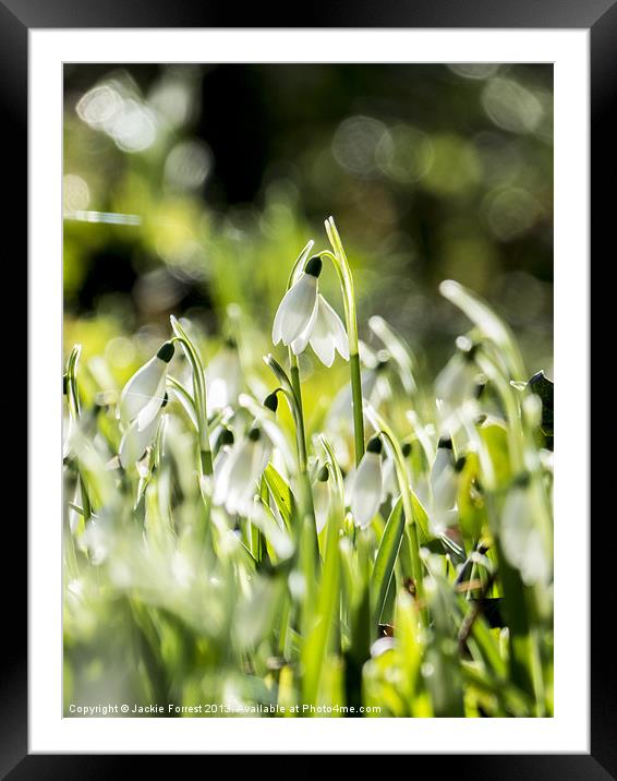 Snowdrops twinkling Framed Mounted Print by Jackie Forrest