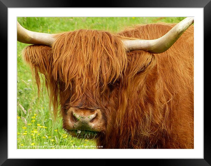 Highland Cow Framed Mounted Print by Jackie Forrest