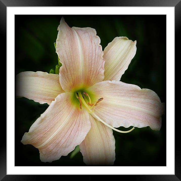 Day lily Framed Mounted Print by Jackie Forrest