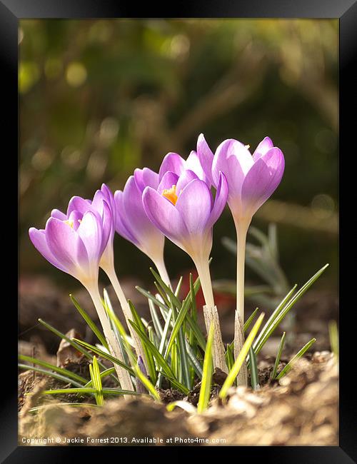 Purple Crocus Framed Print by Jackie Forrest