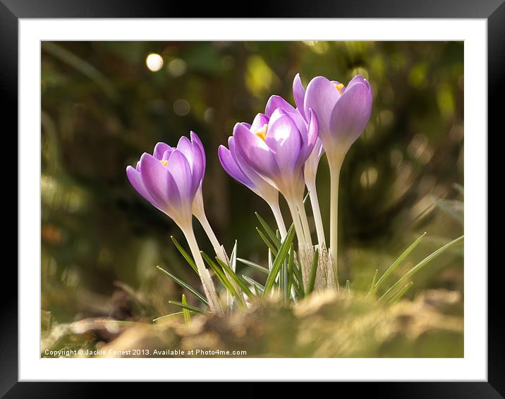 Sunny Crocus Framed Mounted Print by Jackie Forrest