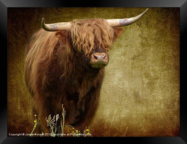 Highland Cow Framed Print by Jackie Forrest