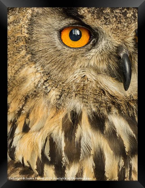 Eagle Owl Framed Print by Jackie Forrest