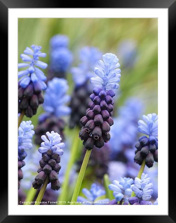 Heavenly Blue Framed Mounted Print by Jackie Forrest