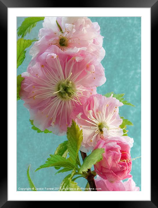 Blossoming Cherry Framed Mounted Print by Jackie Forrest