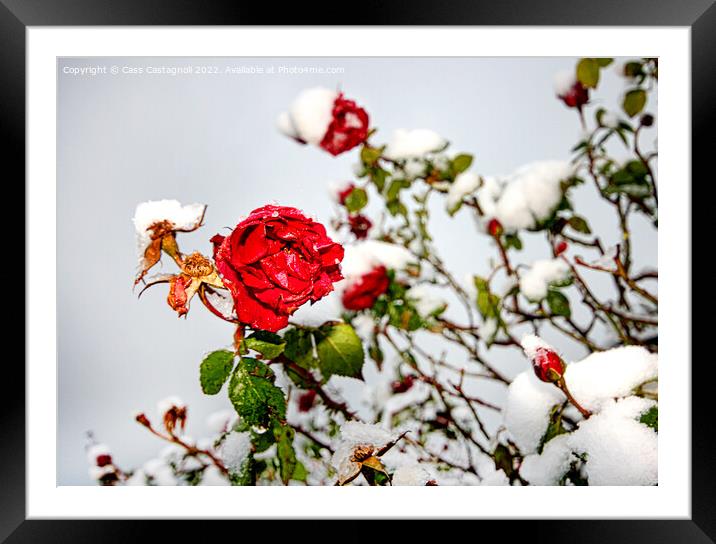 Red Rose in Snow Framed Mounted Print by Cass Castagnoli