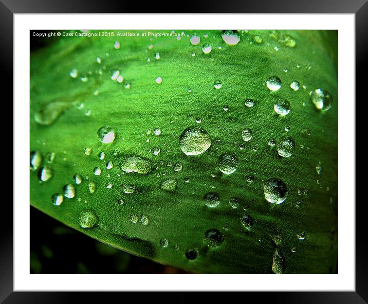 Leaf with Raindrops Framed Mounted Print by Cass Castagnoli