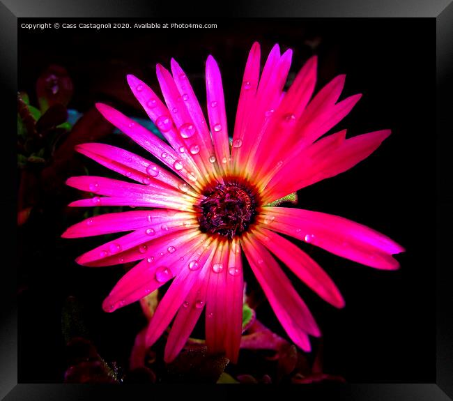 Mesembryanthemum - The Ice Flower Framed Print by Cass Castagnoli