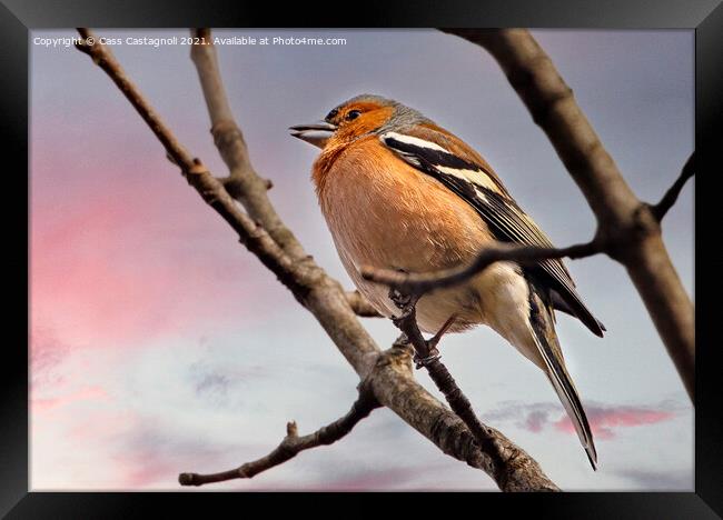 Chaffinch Framed Print by Cass Castagnoli