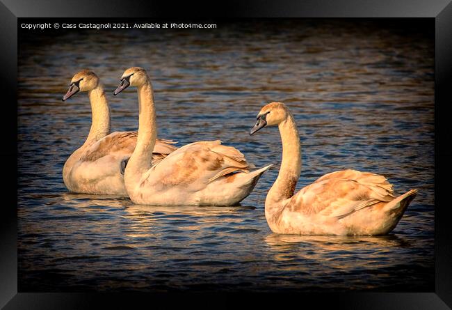 Swan Lake - Triple Gold Framed Print by Cass Castagnoli
