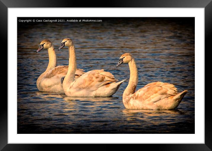 Swan Lake - Triple Gold Framed Mounted Print by Cass Castagnoli