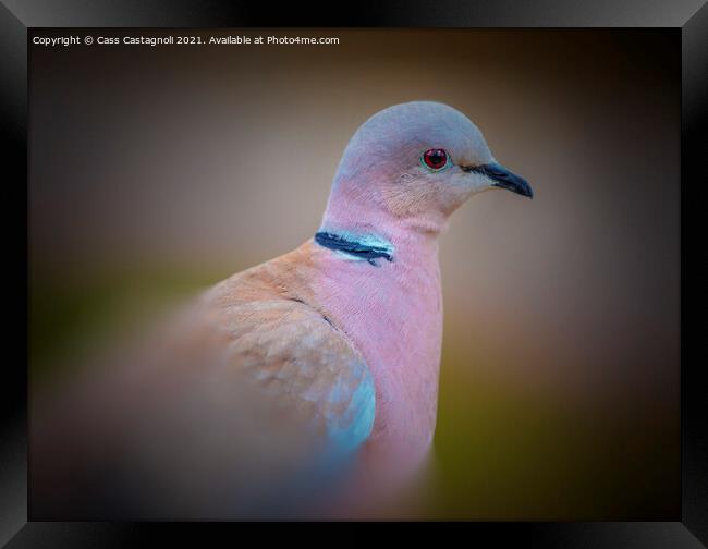 Collared Dove Framed Print by Cass Castagnoli