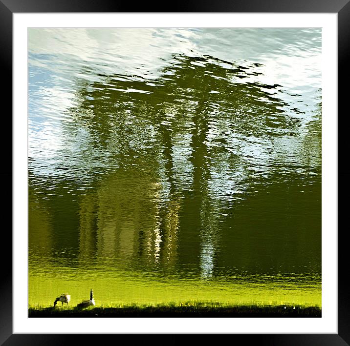 Geese at Stowe Framed Mounted Print by Tracey Selby