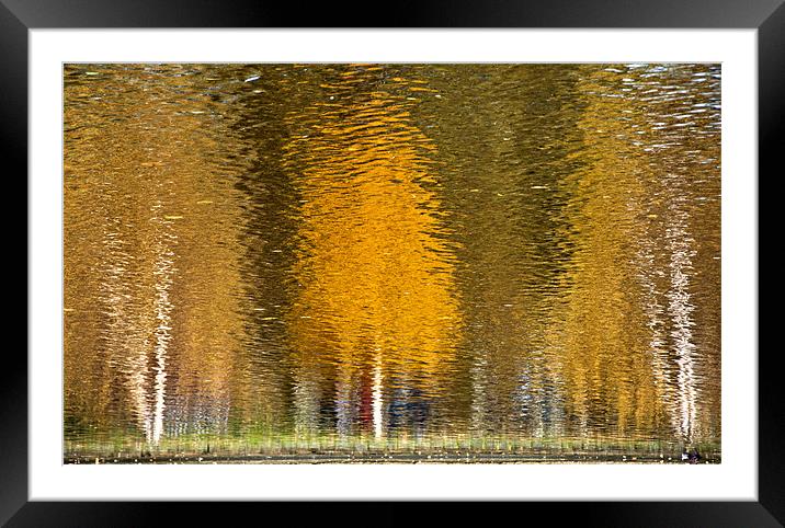 Autumn Trees Framed Mounted Print by Tracey Selby