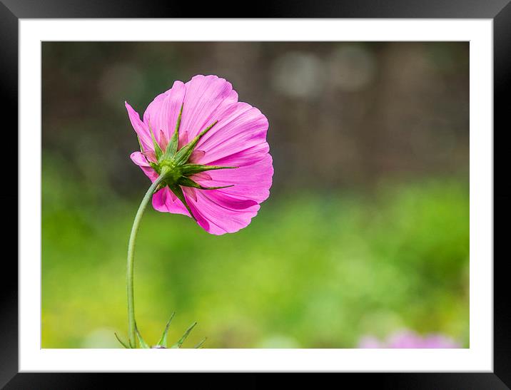 Pretty in Pink Framed Mounted Print by Tracey Selby