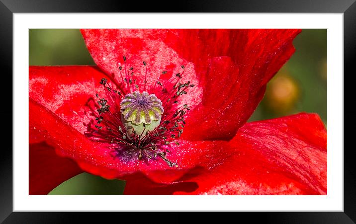 Poppy Framed Mounted Print by Tracey Selby