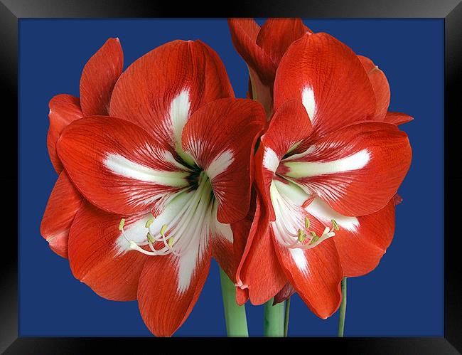 Red Amaryllis Framed Print by mike lester