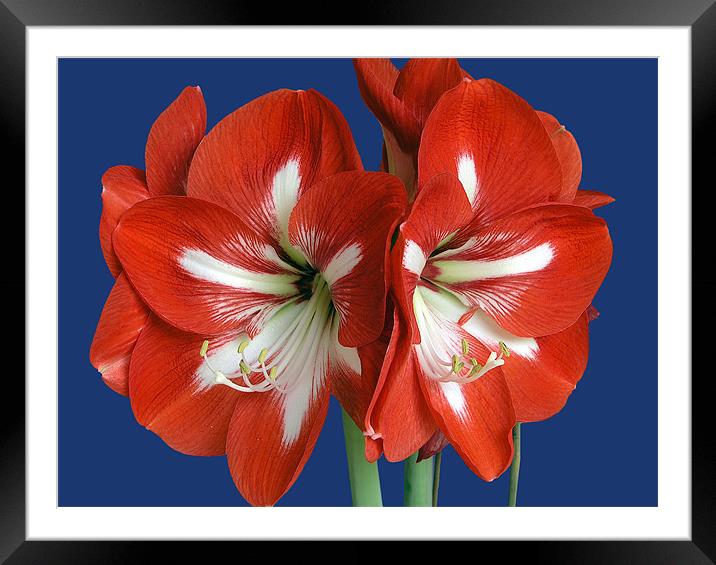 Red Amaryllis Framed Mounted Print by mike lester