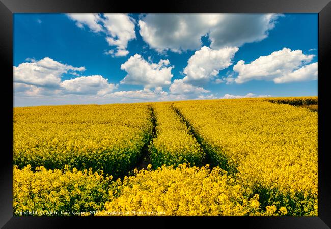 Golden Oil Rapeseed Field Framed Print by Wight Landscapes