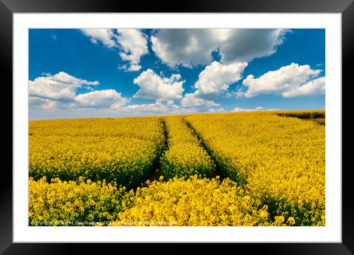 Golden Oil Rapeseed Field Framed Mounted Print by Wight Landscapes