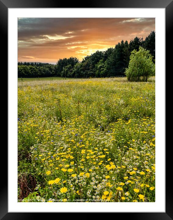 Wild Flower Meadow Sunset Framed Mounted Print by Wight Landscapes