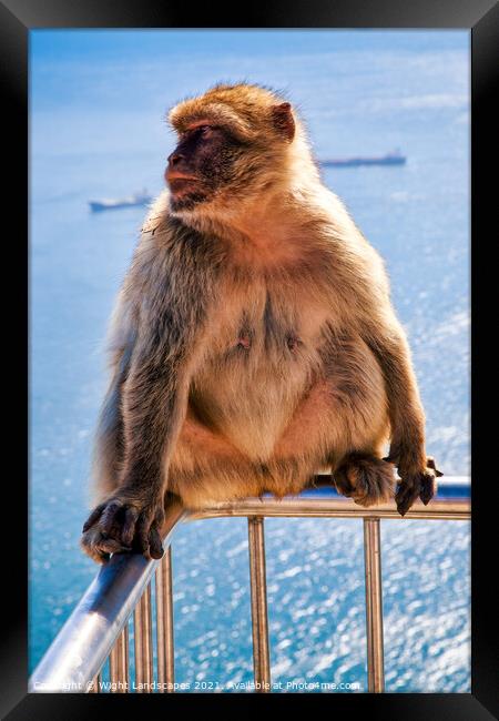 Barbary Macaque Rock Of Gibraltar Framed Print by Wight Landscapes