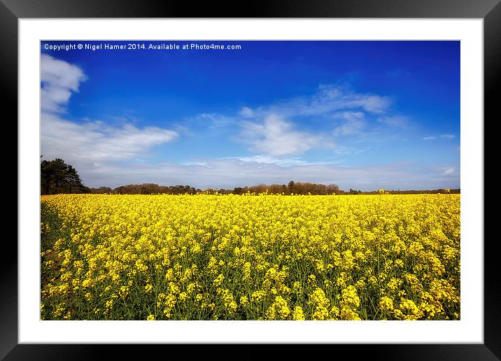 Yellow Rapeseed Framed Mounted Print by Wight Landscapes