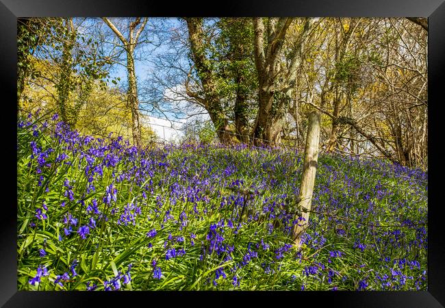 Bluebells and Barb Wire Framed Print by Wight Landscapes