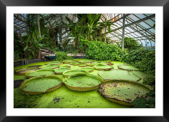 Giant Waterlily Pads Framed Mounted Print by Wight Landscapes