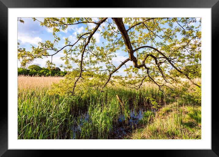Afton Marsh Framed Mounted Print by Wight Landscapes