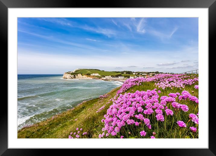 Sea Of Pink Thrift Framed Mounted Print by Wight Landscapes