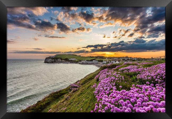 Freshwater Bay Sea Thrift Sunset Framed Print by Wight Landscapes