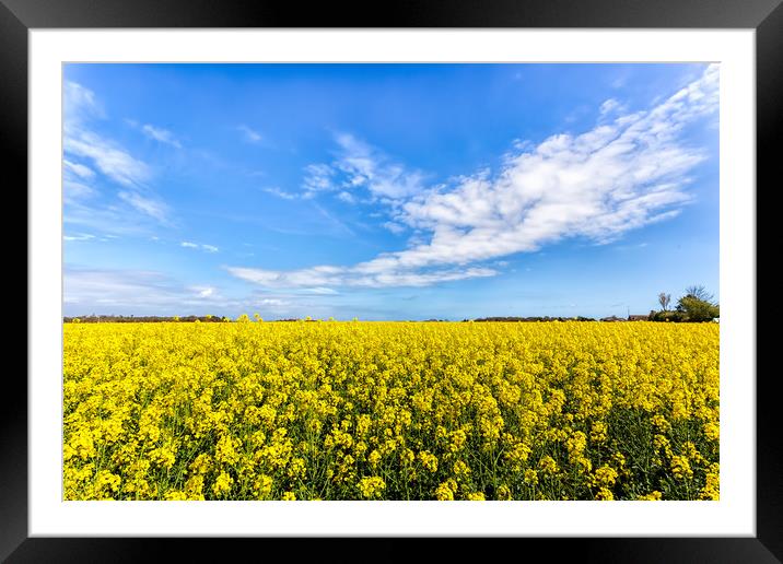 Field Of Rape Framed Mounted Print by Wight Landscapes
