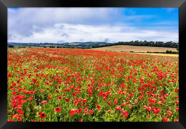 Isle Of Wight Poppy Field Framed Print by Wight Landscapes