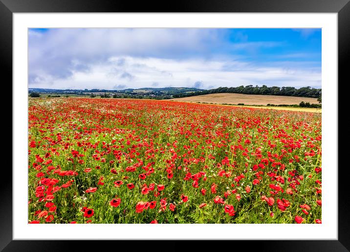 Isle Of Wight Poppy Field Framed Mounted Print by Wight Landscapes