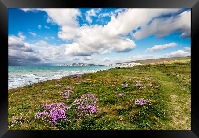 Compton Bay Sea Thrift Framed Print by Wight Landscapes
