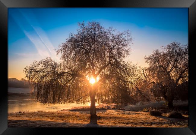 Sunrise At The Willow Tree Framed Print by Wight Landscapes
